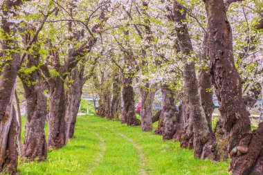 Akita, Kakunodate 'de kiraz ağaçları çiçek açar.