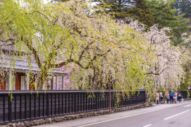 Akita Bölgesindeki Kakunodate Samuray Konutları Kiraz Çiçeği Manzarası