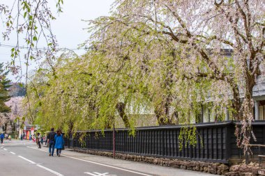 Akita Bölgesindeki Kakunodate Samuray Konutları Kiraz Çiçeği Manzarası
