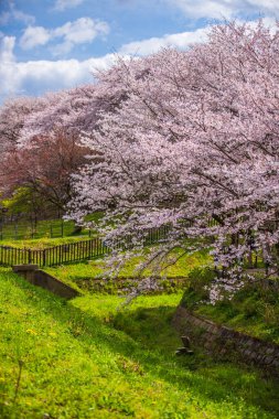 Saitama, Satte City 'deki Gongendo Sakura Tsutsumi' de kiraz çiçeği manzarası