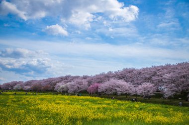 Saitama, Satte City 'deki Gongendo Sakura Tsutsumi' de kiraz çiçeği manzarası