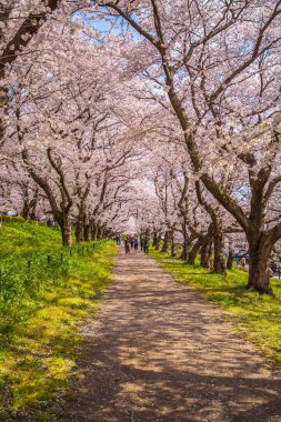 Saitama, Satte City 'deki Gongendo Sakura Tsutsumi' de kiraz çiçeği manzarası