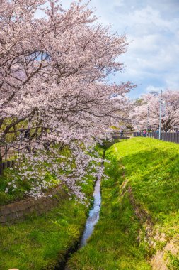 Saitama, Satte City 'deki Gongendo Sakura Tsutsumi' de kiraz çiçeği manzarası