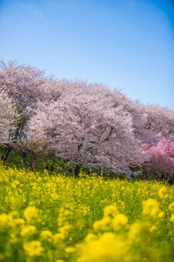 Saitama, Satte City 'deki Gongendo Sakura Tsutsumi' de kiraz çiçeği manzarası
