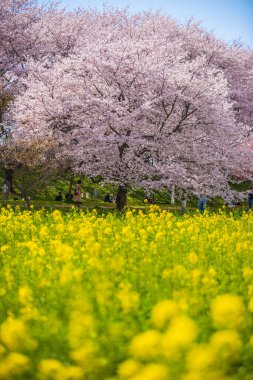 Saitama, Satte City 'deki Gongendo Sakura Tsutsumi' de kiraz çiçeği manzarası