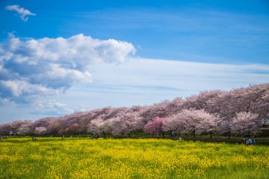 Saitama, Satte City 'deki Gongendo Sakura Tsutsumi' de kiraz çiçeği manzarası