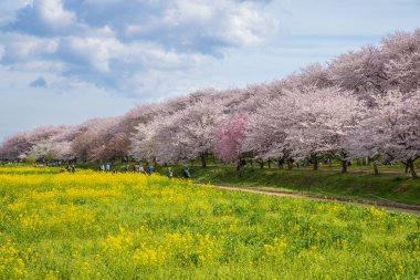 Saitama, Satte City 'deki Gongendo Sakura Tsutsumi' de kiraz çiçeği manzarası