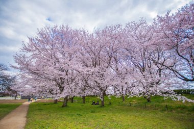Saitama, Satte City 'deki Gongendo Sakura Tsutsumi' de kiraz çiçeği manzarası