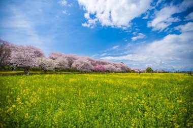 Saitama, Satte City 'deki Gongendo Sakura Tsutsumi' de kiraz çiçeği manzarası