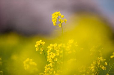 Saitama, Satte City 'deki Gongendo Sakura Tsutsumi' de kiraz çiçeği manzarası