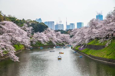 Tokyo Chidorigafuchi 'de kiraz çiçeği manzarası