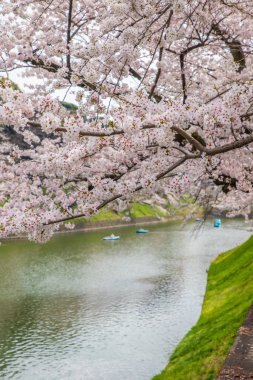 Tokyo Chidorigafuchi 'de kiraz çiçeği manzarası