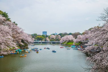 Tokyo Chidorigafuchi 'de kiraz çiçeği manzarası