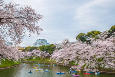 Tokyo Chidorigafuchi 'de kiraz çiçeği manzarası