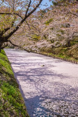 Aomori Bölgesi Hirosaki Şatosu Kiraz Çiçeği Festivali - Çiçek Salı