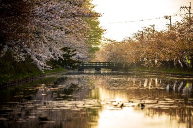 Hirosaki Şatosu Kiraz Çiçeği Festivali Aomori Bölgesi