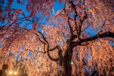 Aomori Bölgesi Hirosaki Şatosu Kiraz Çiçeği Festivali Aydınlatma