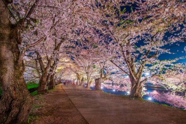 Aomori Bölgesi Hirosaki Şatosu Kiraz Çiçeği Festivali Aydınlatma