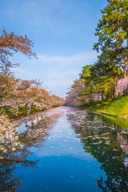 Aomori Bölgesi Hirosaki Şatosu Kiraz Çiçeği Festivali - Çiçek Salı