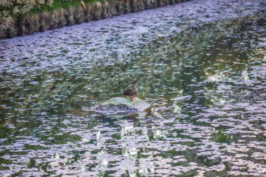 Aomori Bölgesi Hirosaki Şatosu Kiraz Çiçeği Festivali - Çiçek Salı