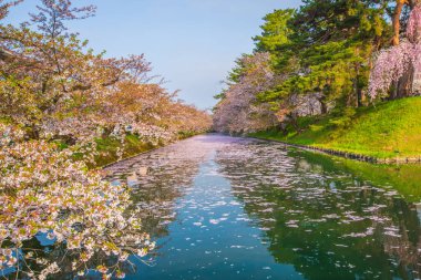 Aomori Bölgesi Hirosaki Şatosu Kiraz Çiçeği Festivali - Çiçek Salı