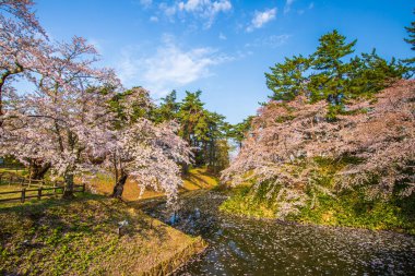 Hirosaki Şatosu Kiraz Çiçeği Festivali Aomori Bölgesi
