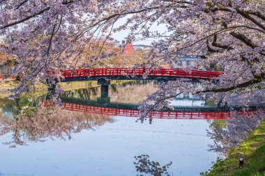 Hirosaki Şatosu Kiraz Çiçeği Festivali Aomori Bölgesi