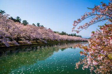 Hirosaki Şatosu Kiraz Çiçeği Festivali Aomori Bölgesi