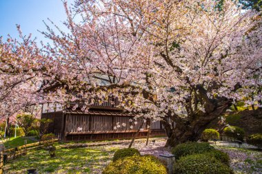 Hirosaki Şatosu Kiraz Çiçeği Festivali Aomori Bölgesi