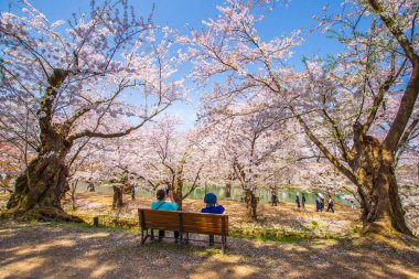 Hirosaki Şatosu Kiraz Çiçeği Festivali Aomori Bölgesi