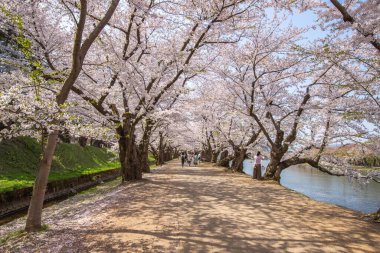 Hirosaki Şatosu Kiraz Çiçeği Festivali Aomori Bölgesi