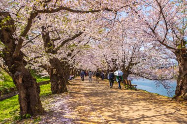 Hirosaki Şatosu Kiraz Çiçeği Festivali Aomori Bölgesi
