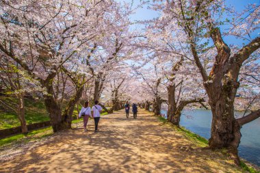 Hirosaki Şatosu Kiraz Çiçeği Festivali Aomori Bölgesi