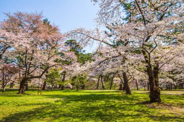 Hirosaki Şatosu Kiraz Çiçeği Festivali Aomori Bölgesi