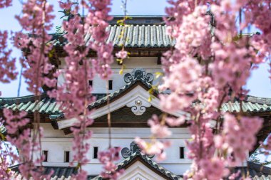 Aomori Bölgesi Hirosaki Şatosu Kiraz Çiçeği Festivali ve Kale Kulesi