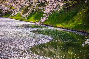 Aomori Bölgesi Hirosaki Şatosu Kiraz Çiçeği Festivali - Çiçek Salı