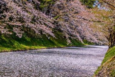 Aomori Bölgesi Hirosaki Şatosu Kiraz Çiçeği Festivali - Çiçek Salı
