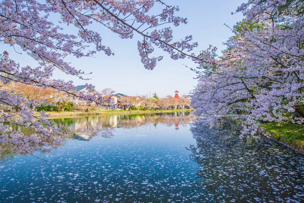 Hirosaki Şatosu Kiraz Çiçeği Festivali Aomori Bölgesi