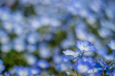 Ibaraki ilindeki Hitachi Sahil Parkı 'nda Nemophila.