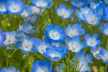Ibaraki ilindeki Hitachi Sahil Parkı 'nda Nemophila.