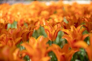 Hitachi Sahil Parkı, Ibaraki Bölgesi, laleler.