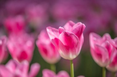 Hitachi Sahil Parkı, Ibaraki Bölgesi, laleler.