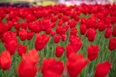 Hitachi Sahil Parkı, Ibaraki Bölgesi, laleler.