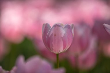 Hitachi Sahil Parkı, Ibaraki Bölgesi, laleler.