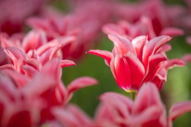 Hitachi Sahil Parkı, Ibaraki Bölgesi, laleler.