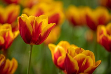 Hitachi Sahil Parkı, Ibaraki Bölgesi, laleler.