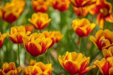 Hitachi Sahil Parkı, Ibaraki Bölgesi, laleler.