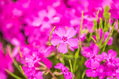 Hitsujiyama Parkı 'nda yosun filizi çiçek açmış.