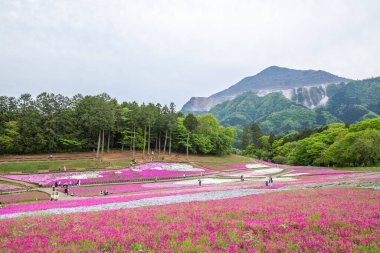 Hitsujiyama Parkı 'nda yosun filizi çiçek açmış.