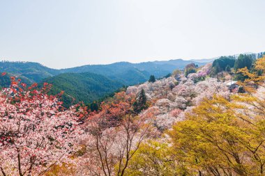 Nara 'daki Yoshino Dağı kiraz çiçeği manzarası.